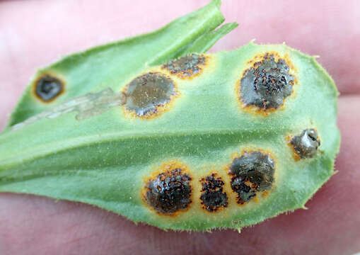 Image of Puccinia egmontensis G. Cunn. 1923