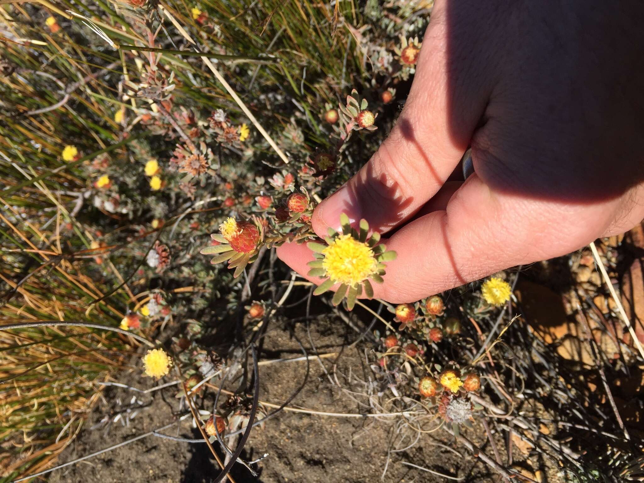 Image de Leucadendron nitidum Buek ex Meissn.