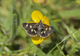 Imagem de Eurrhypis pollinalis