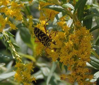 Image of Locust Borer