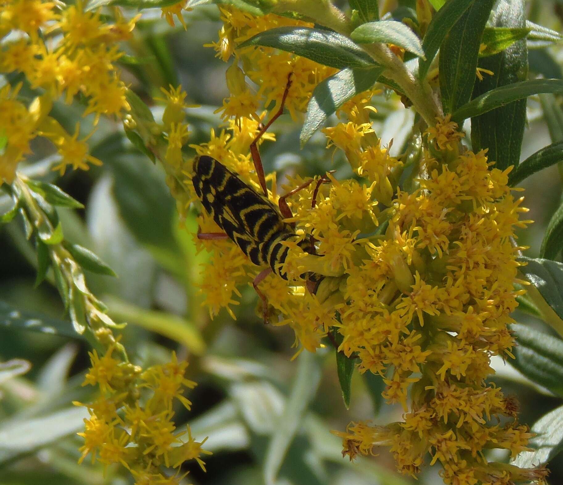 Image of Locust Borer