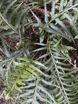 Image of Asplenium scleroprium Homb. & Jacq.