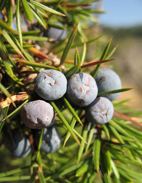 Image of Common Juniper