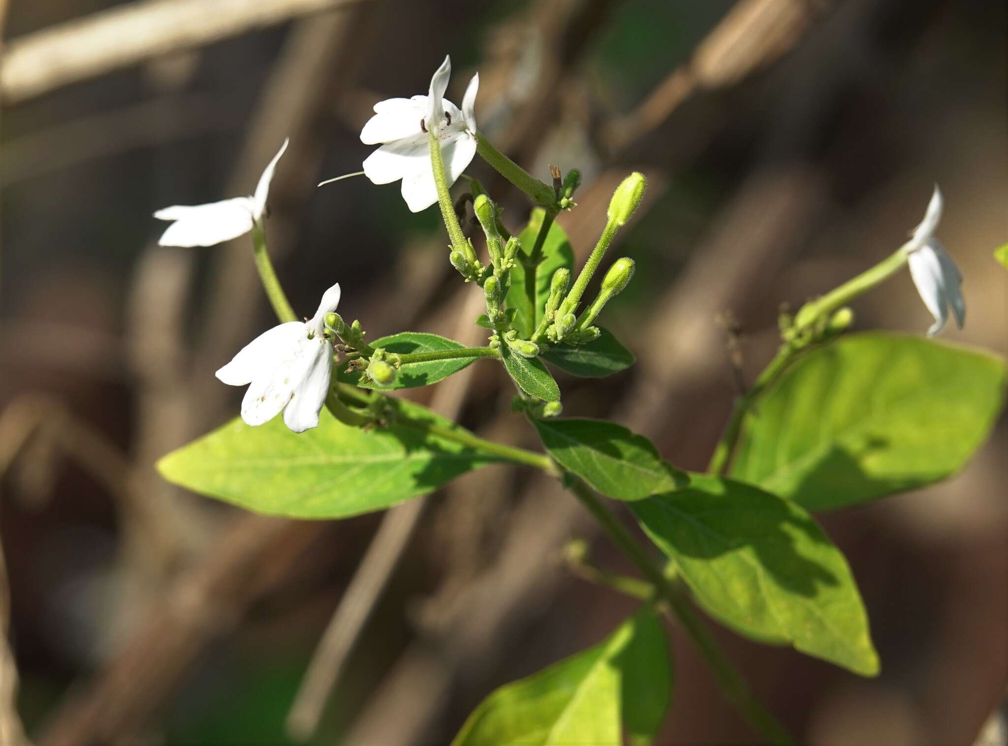 Image de Rhinacanthus nasutus (L.) Kuntze