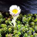 Sivun Erigeron incertus (d'Urv.) Skottsberg kuva