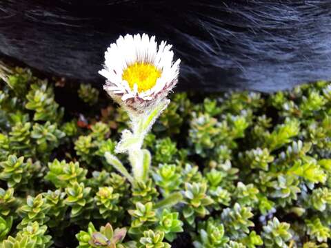 Image de Erigeron incertus (d'Urv.) Skottsberg