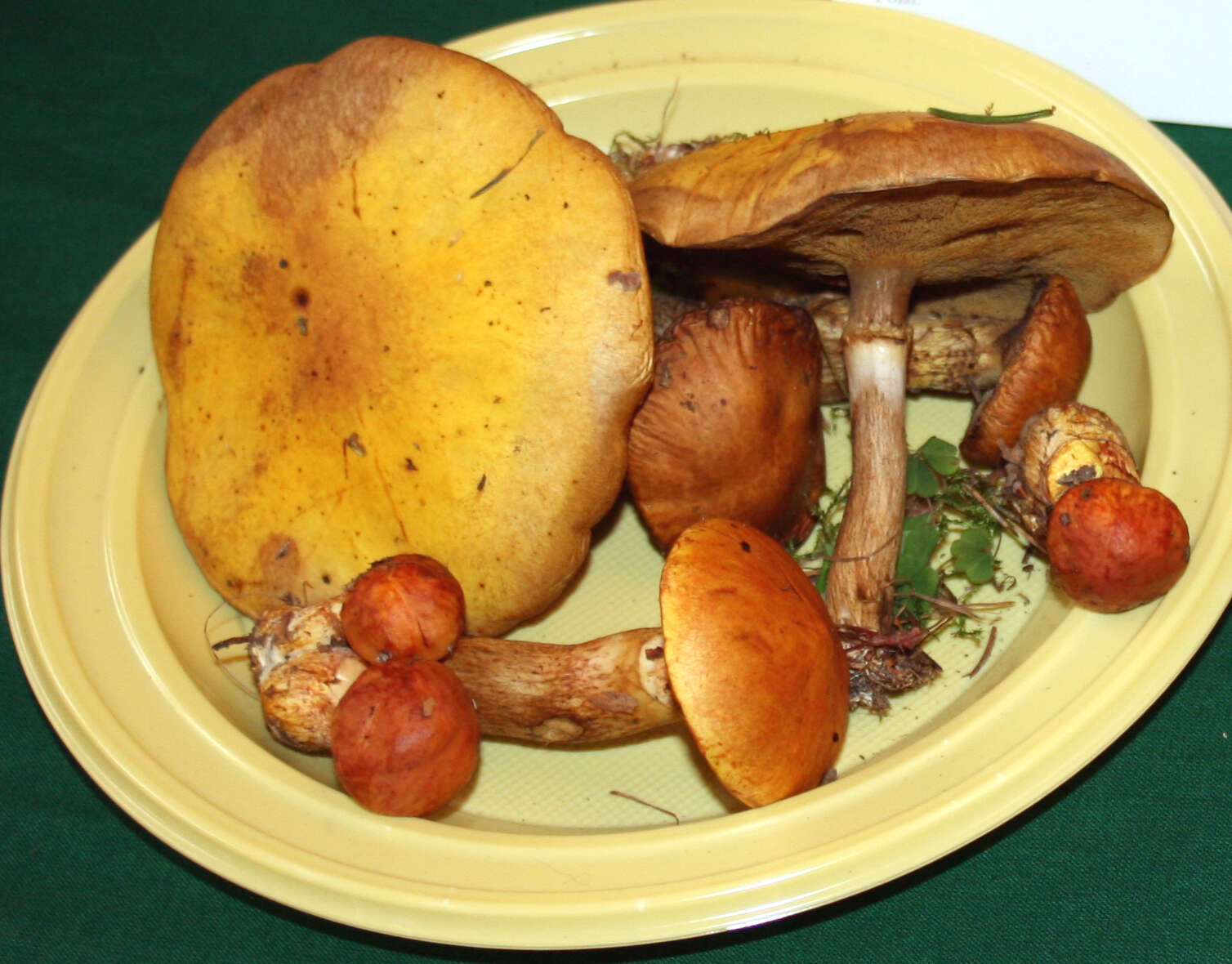 Image of Suillus grevillei (Klotzsch) Singer 1945