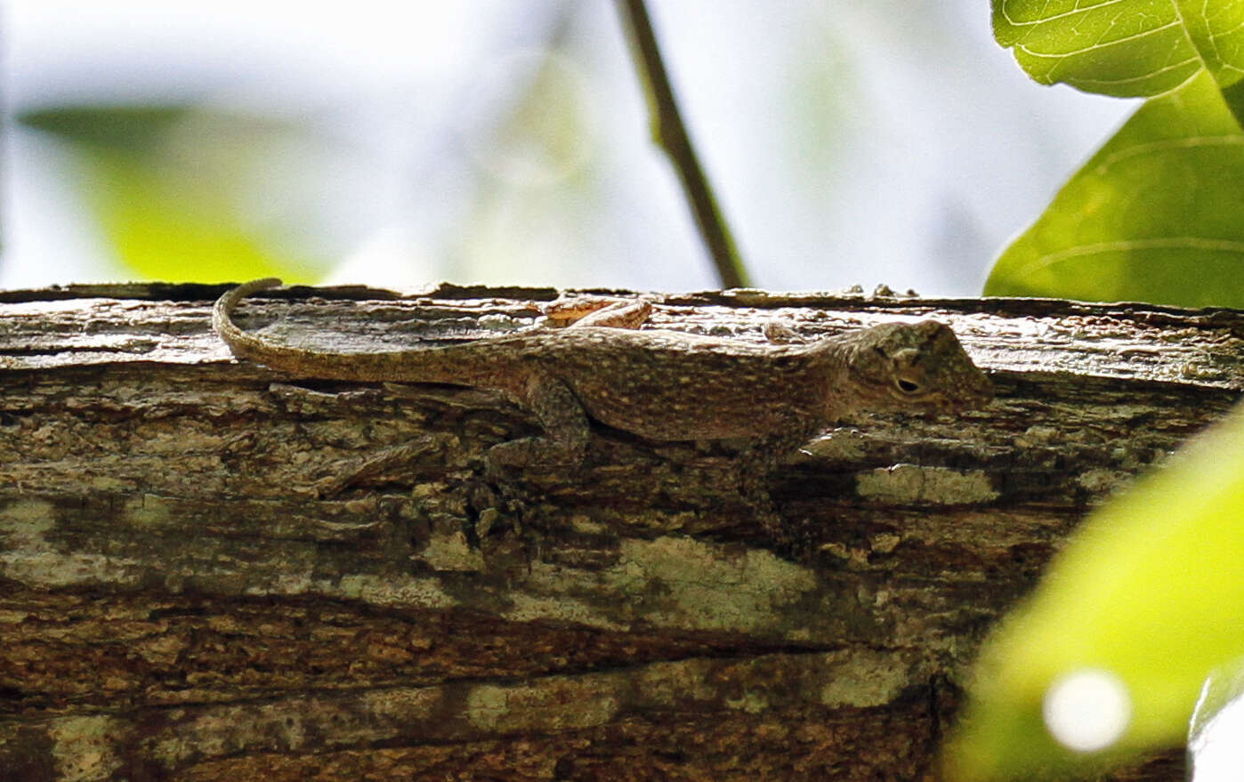 Image de Anolis distichus Cope 1861