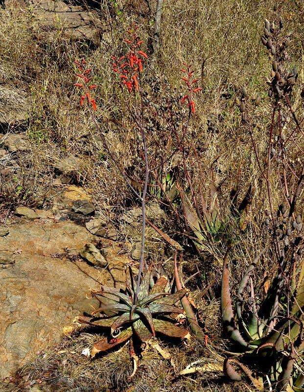 Image of Aloe monteiroi Baker