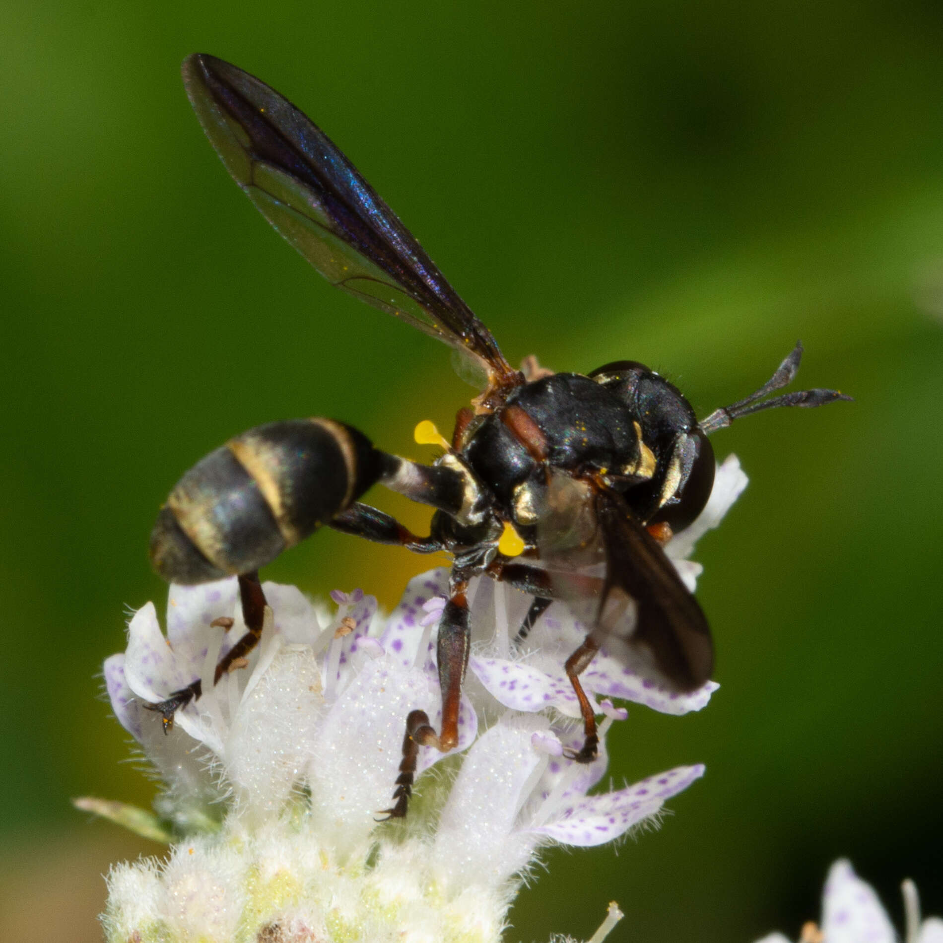 Physocephala marginata (Say 1823)的圖片