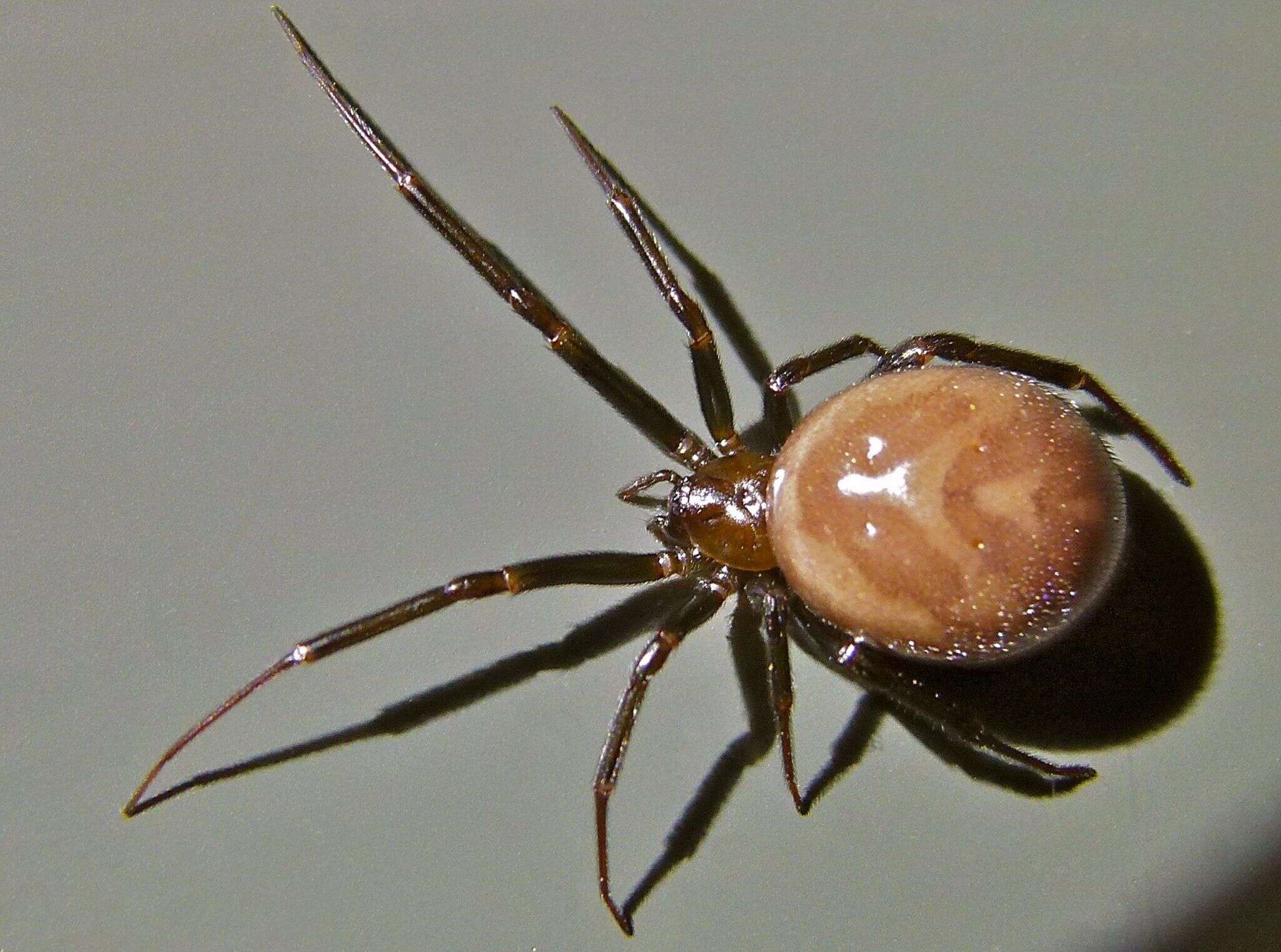 Image of False black widow