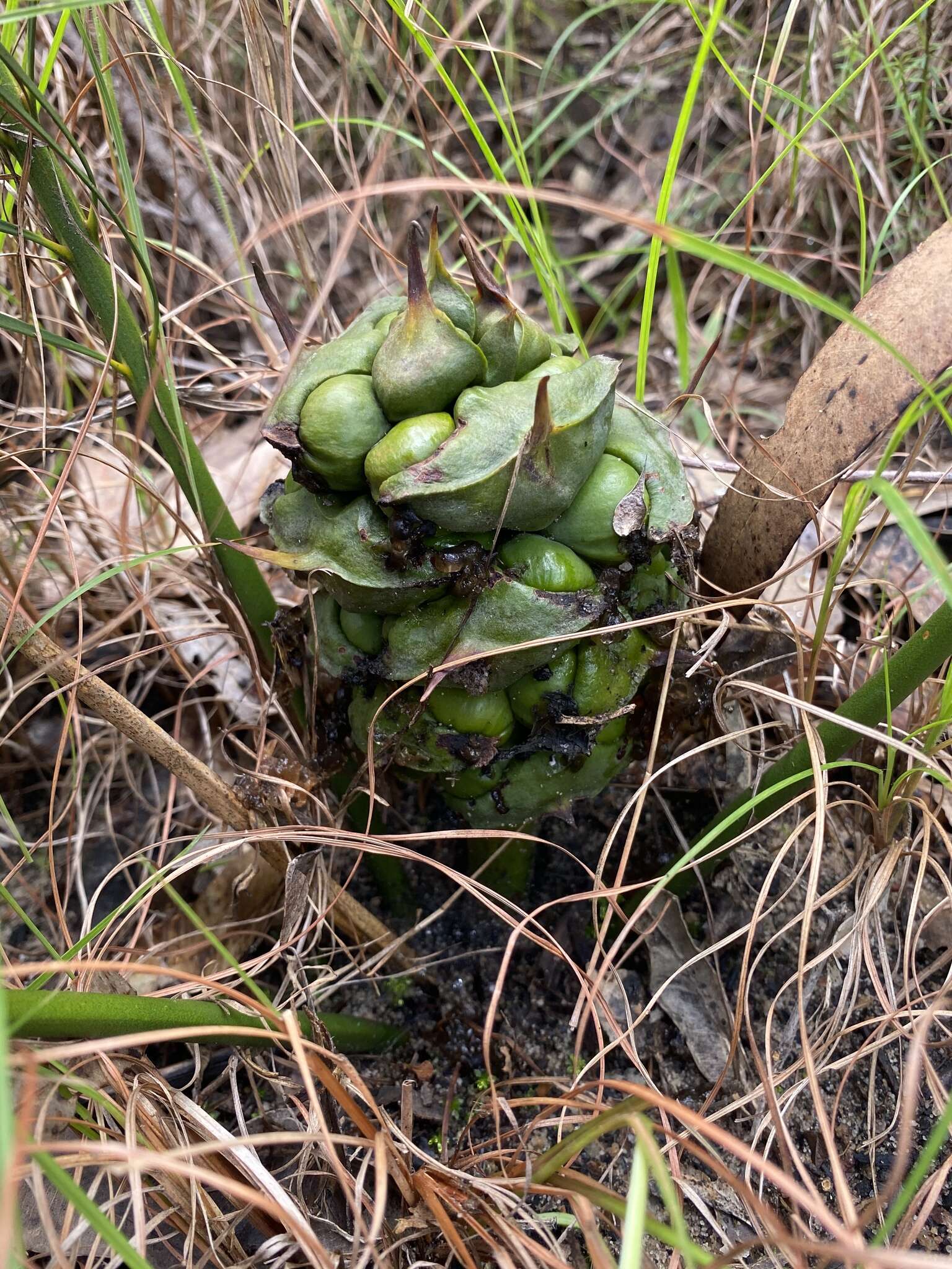 Image of Macrozamia fawcettii C. Moore