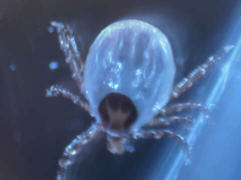 Imagem de Ixodes uriae White 1852