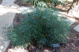 Image of Berberis eurybracteata subsp. eurybracteata