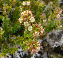 Imagem de Epacris alpina Hook. fil.