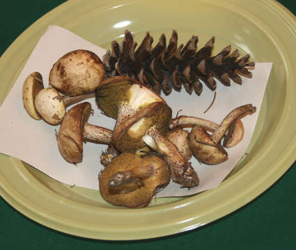 Image of Slippery white bolete