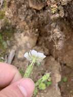 Imagem de Silene undulata subsp. undulata