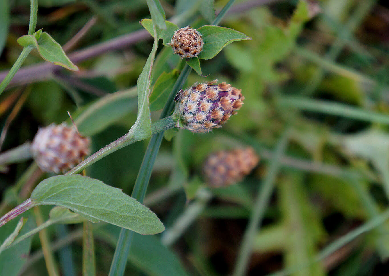 Image of brown knapweed