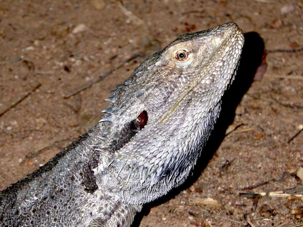 Image of Bearded Dragon