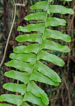 Imagem de Nephrolepis copelandii W. H. Wagner