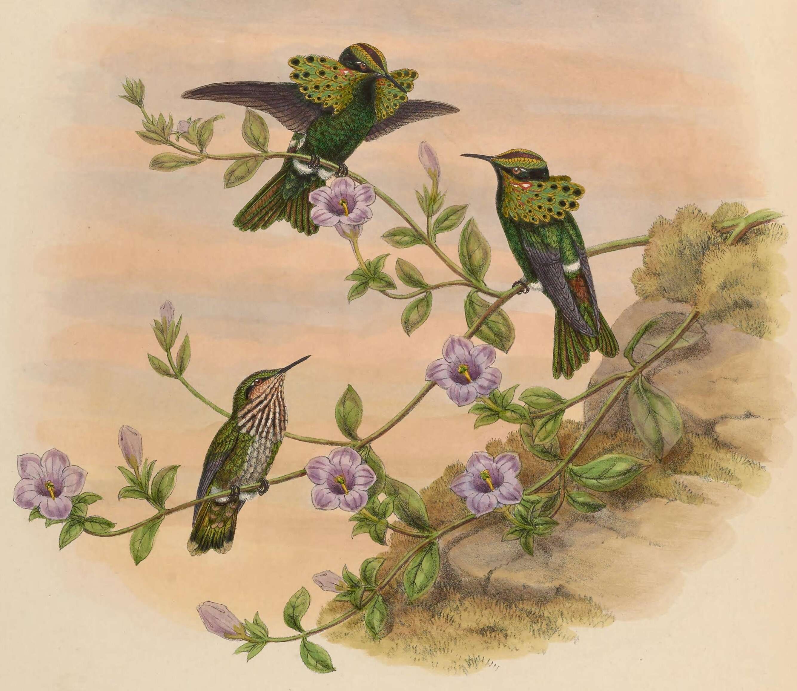 Imagem de Lophornis pavoninus Salvin & Godman 1882