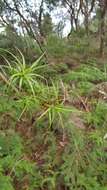 Image de Dracophyllum sinclairii Cheeseman