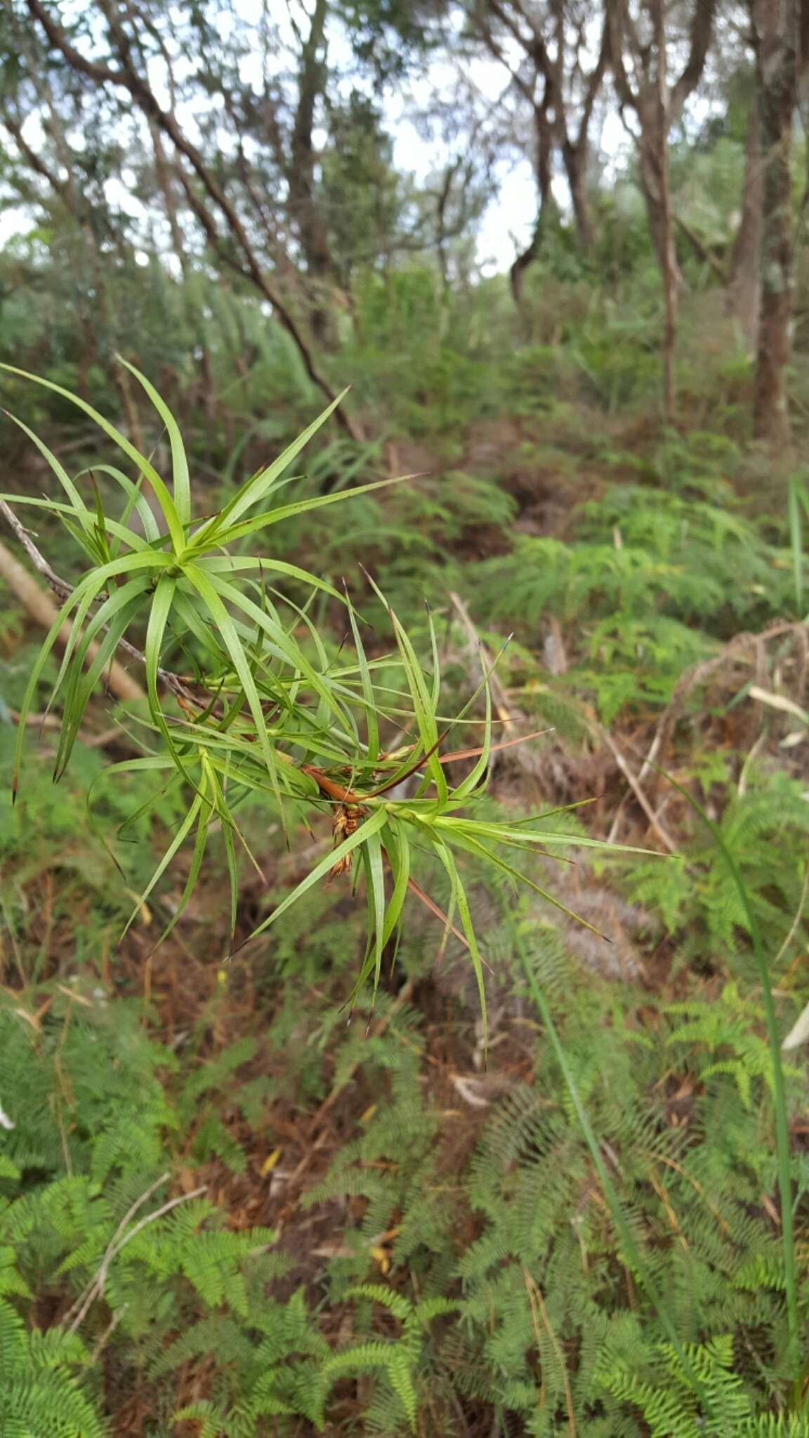 Image de Dracophyllum sinclairii Cheeseman