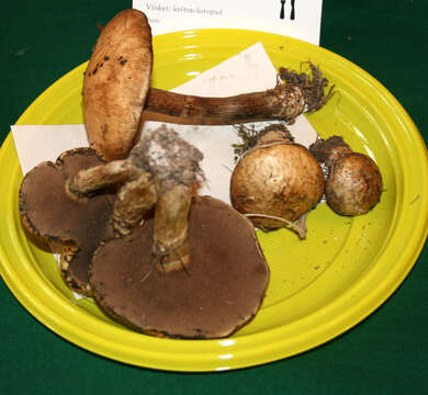 Image of Suillus viscidus (L.) Roussel 1796