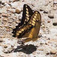 Image of Thoas Swallowtail