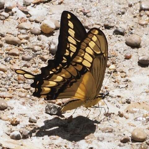 Image of Thoas Swallowtail