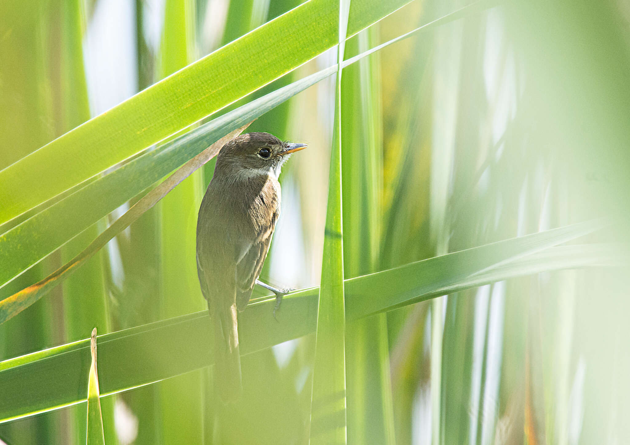 Image of White-throated Flycatcher