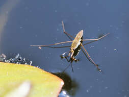 Image of Common pond skater