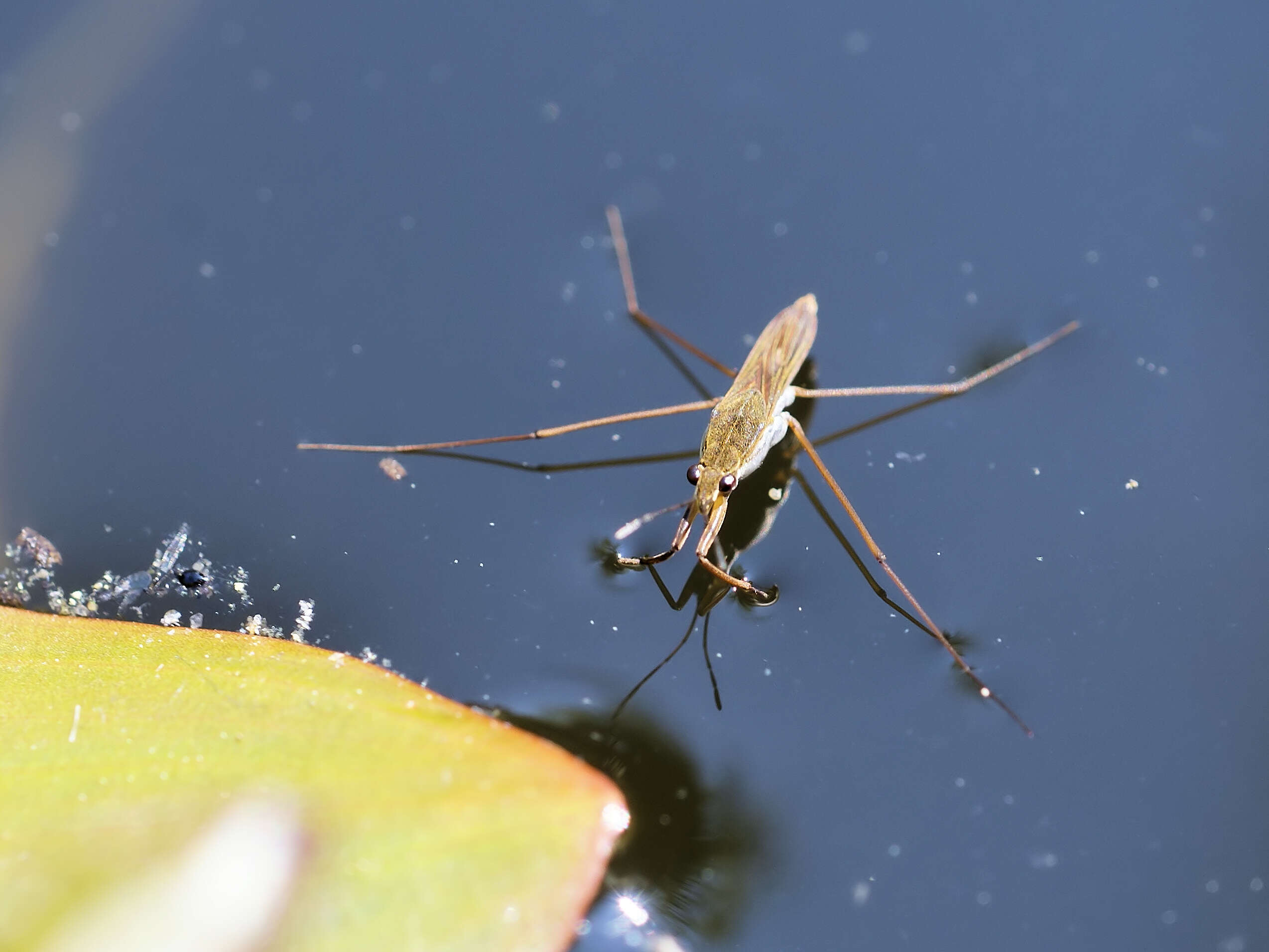 Image of Common pond skater