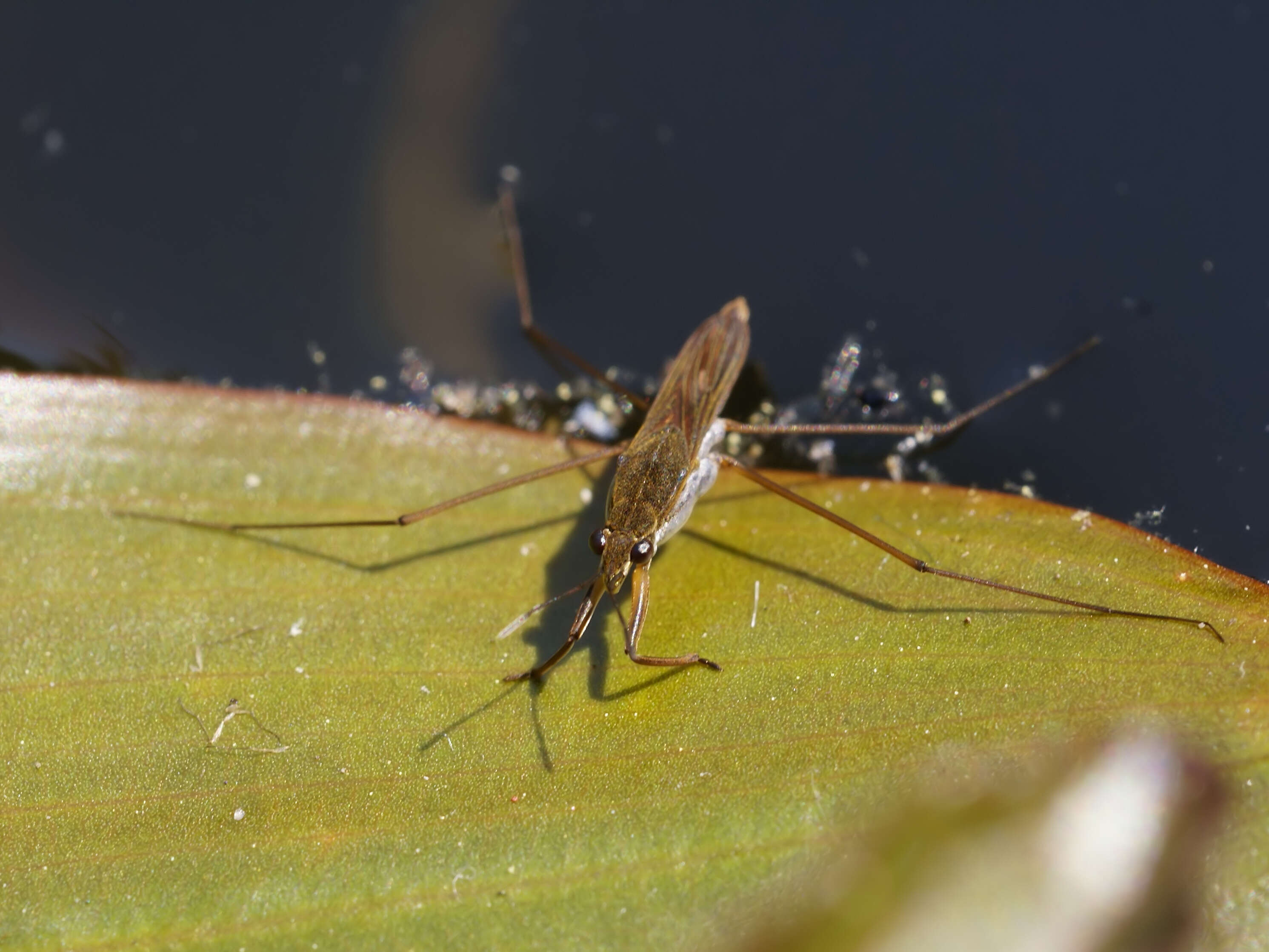 Image of Common pond skater