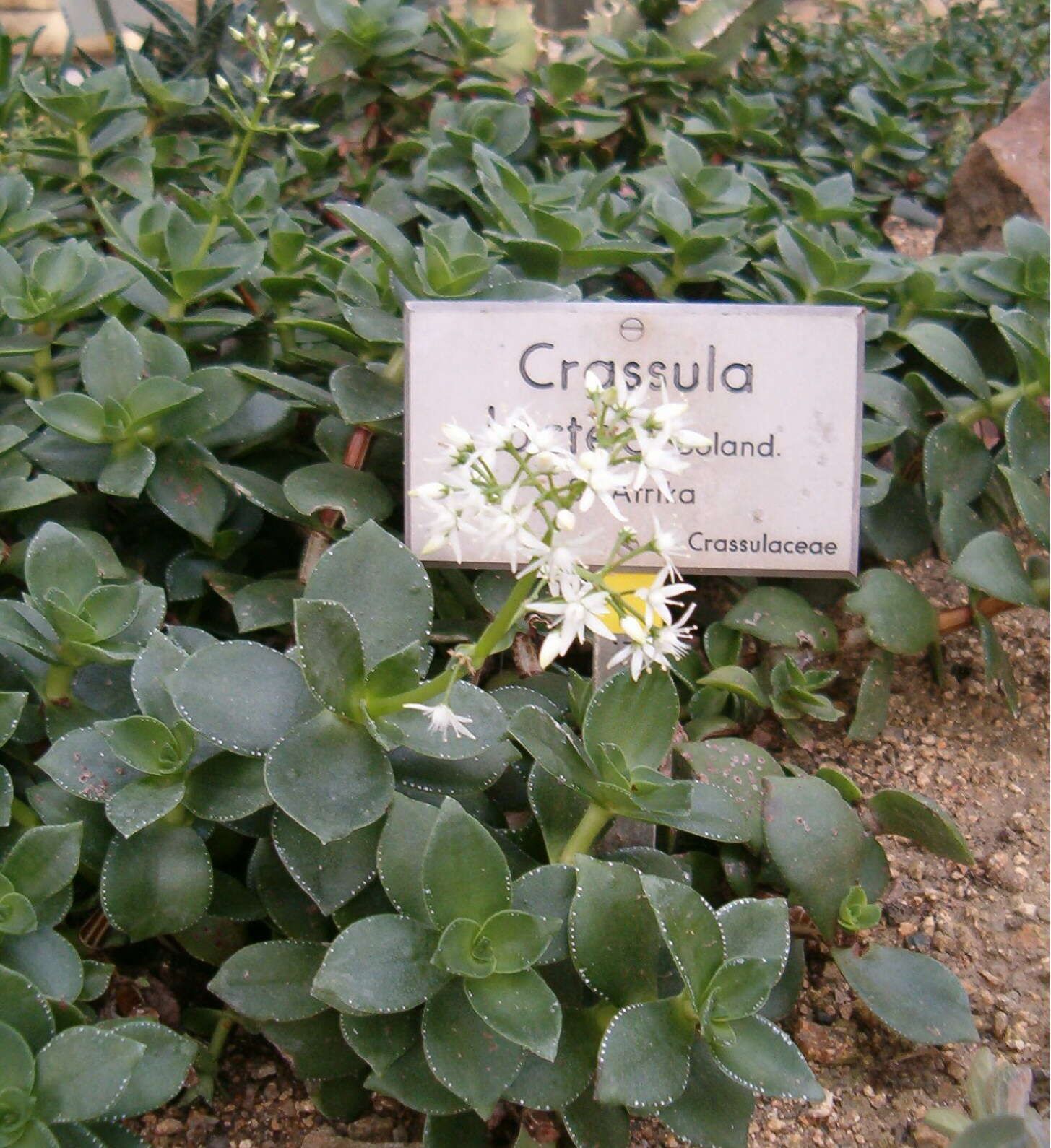 Image of Crassula lactea