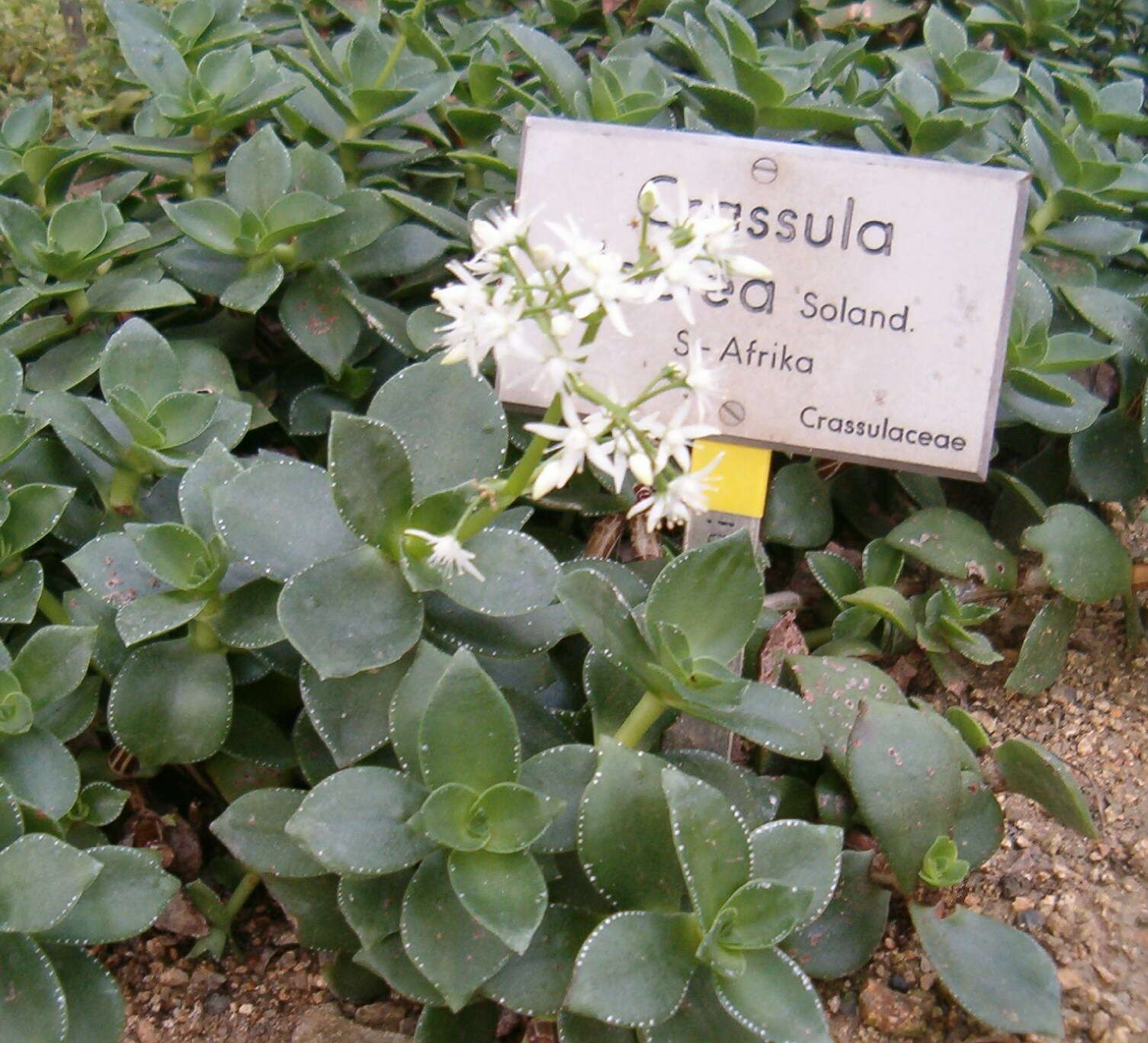 Image of Crassula lactea