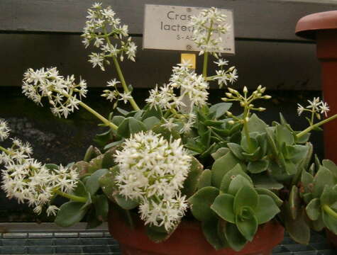 Image of Crassula lactea