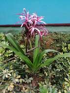 Image of Crinum amabile Donn ex Ker Gawl.