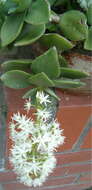 Image of Crassula lactea