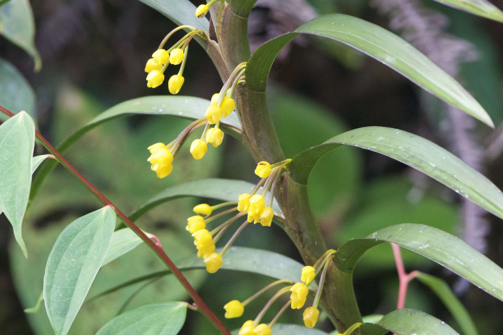 Image of Maxillaria aurea (Poepp. & Endl.) L. O. Williams