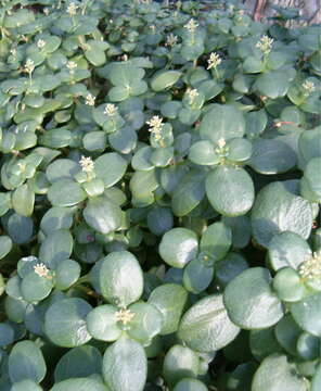 Image of Cape Province pygmyweed