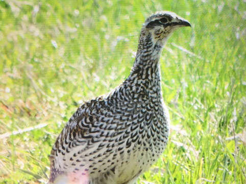 Image of Sharp-tailed Grouse