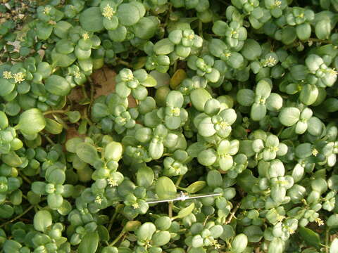 Image of Cape Province pygmyweed