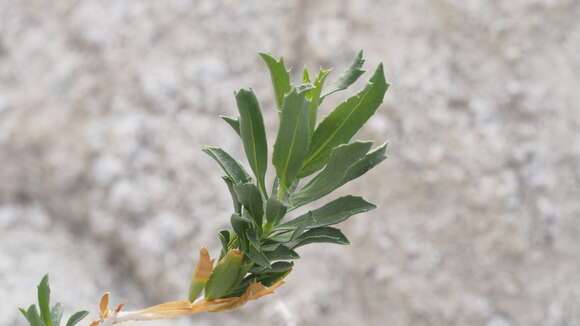 Image of Orcutt's aster