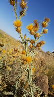 Image of Centaurea onopordifolia Boiss.