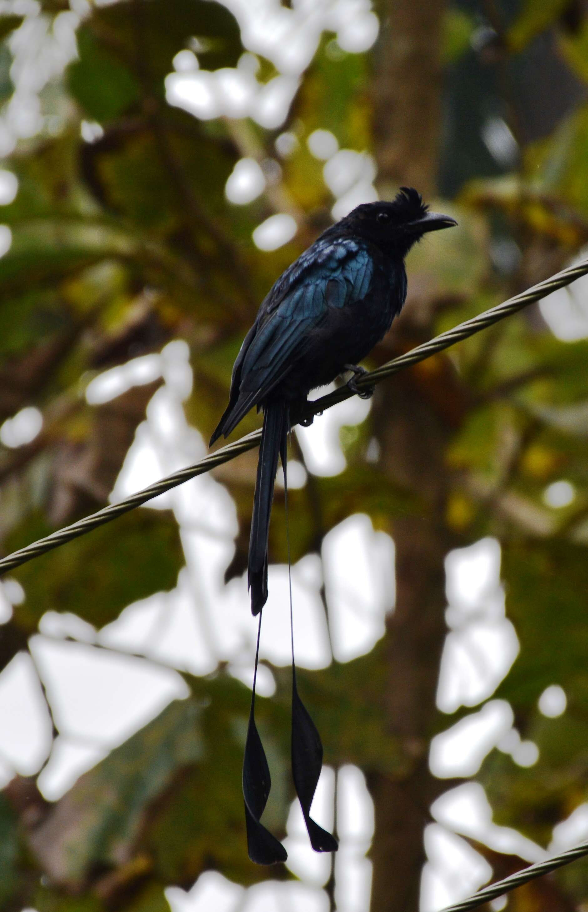 Imagem de Dicrurus paradiseus (Linnaeus 1766)