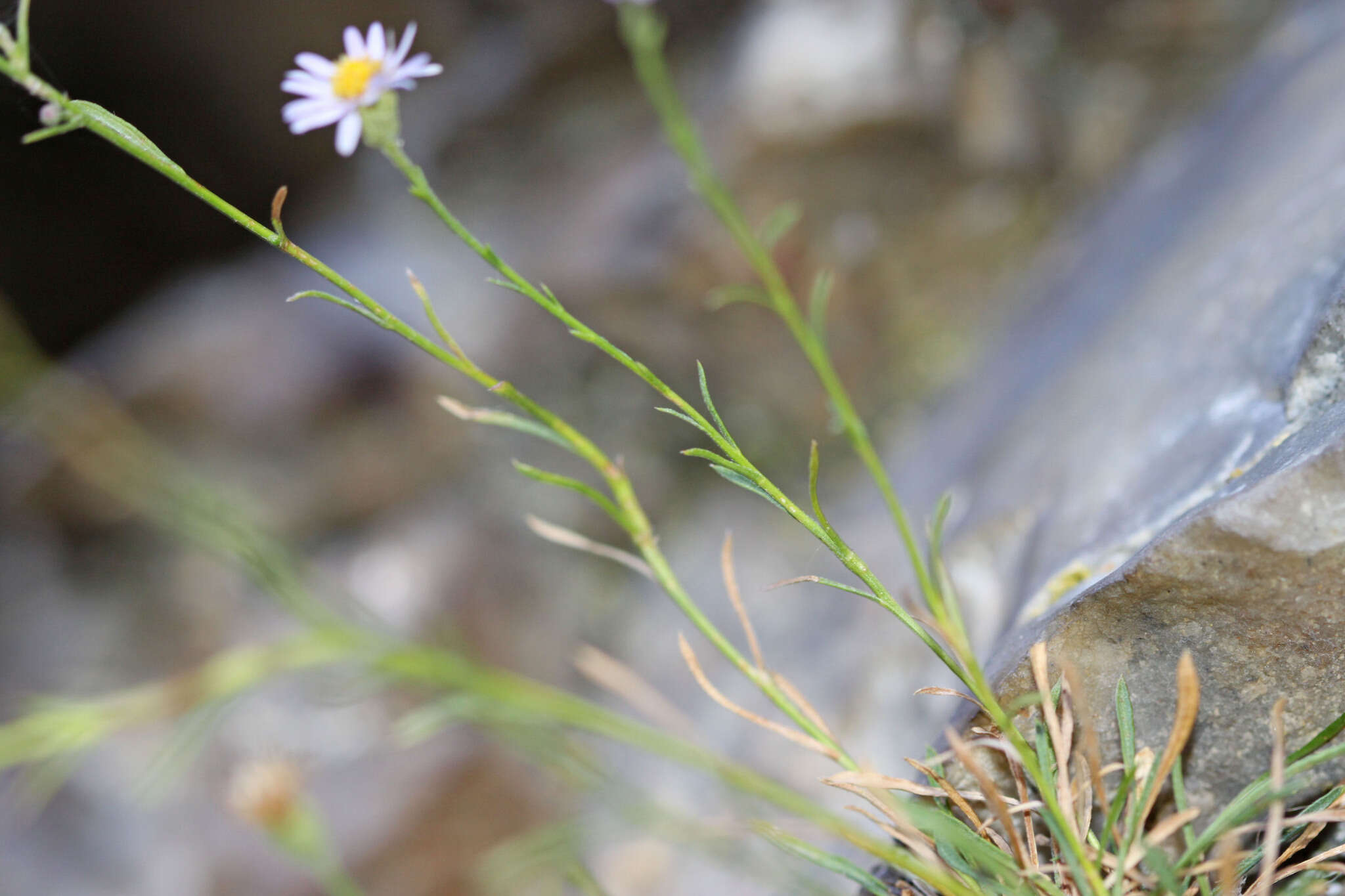 Image of sand fleabane