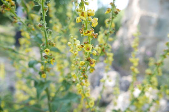 Image de Verbascum pyramidatum Bieb.