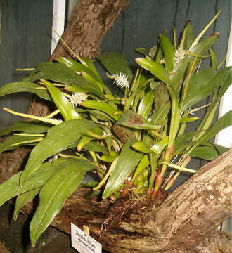 Image of Hay-scented orchid