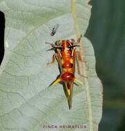 Image of Heteronotus vespiformes Haviland 1925